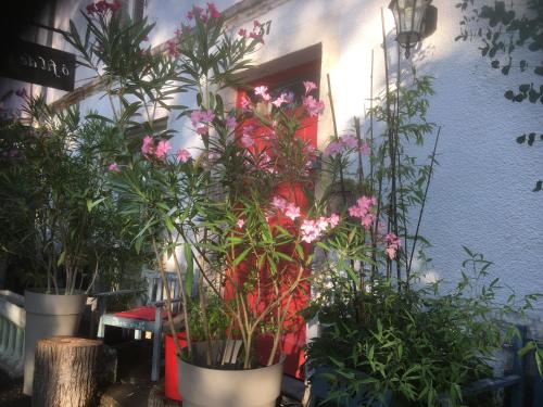 a bunch of plants in pots in front of a door at Ô fil de L'ô in Clairac