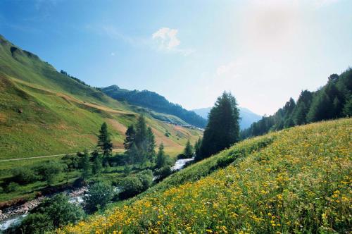 a field of flowers on a hill with a river at Patschei Trid in Samnaun