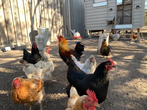 a group of chickens standing in a yard at Couples Retreat with Mountain View Near Hobart in Sandford