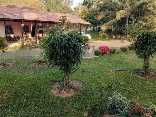 two trees in the grass in front of a building at Edgestay in Mudigere
