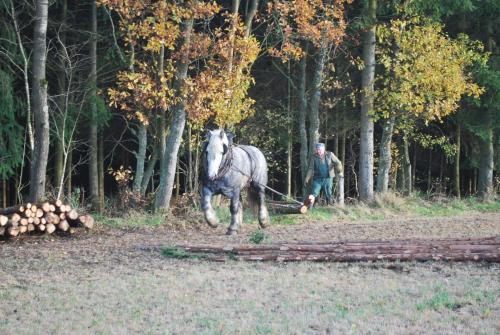 a man is pulling a horse pulling a log at Le Chalet à Bonnerue in Houffalize