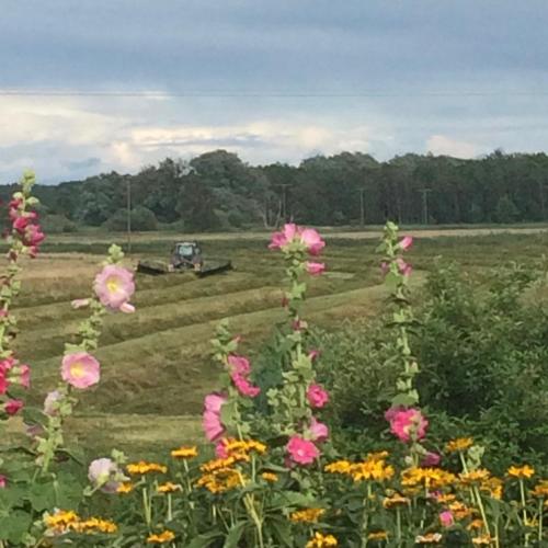 a field of flowers with a tractor in the background at Lindenhof Liepgarten - Pension & Gaststätte in Ueckermünde