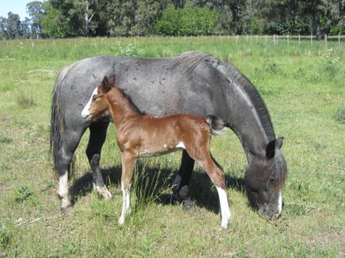 a horse and a baby horse standing in a field at Chacras de Azcona Hostería in Azul