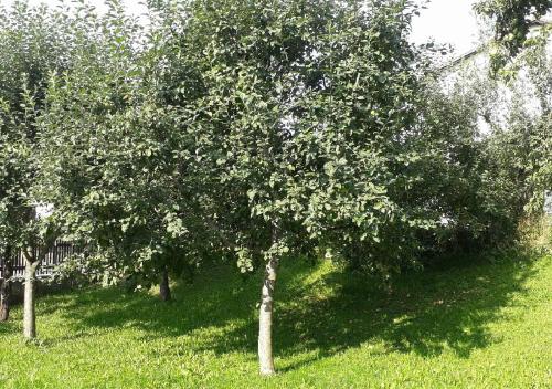 a group of trees in a field of grass at Landhof Sedlmair in Gilching