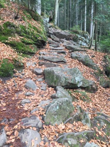 a stone path in the woods with leaves at Apartmán “U nás v podkroví“ v Rezidenci Klostermann, Železná Ruda 24 in Železná Ruda