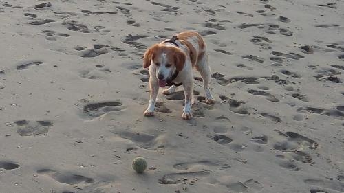 a brown and white dog walking on the beach at Mag's Dream in Berck-sur-Mer
