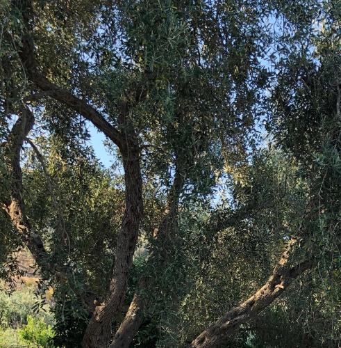 a group of trees with branches and leaves at Koks’ Guesthouse in Himare