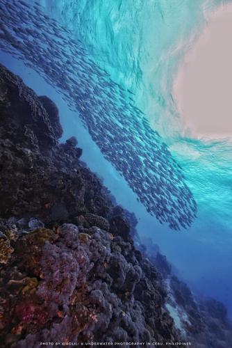 an underwater view of a coral reef at Sugarsea Inn & Dive shop in Mactan