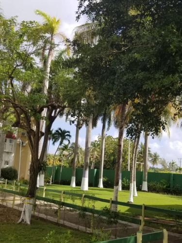 a row of palm trees in a park at ROSI Ocean Sand Hotel Apt (@Sandcastles) in Ocho Rios