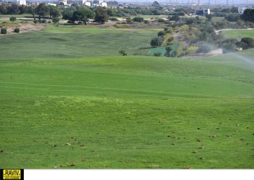 a field of green grass with a bunch of animals at Royal Suite Caesarea in Caesarea