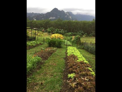 a garden with a mountain in the background at Billion Views Khaosok Homestay in Khao Sok