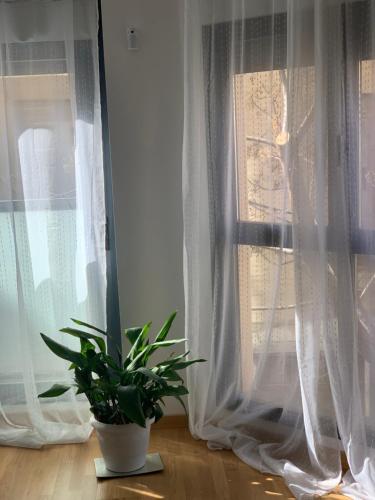 a potted plant sitting in front of a window at New, cozy apartment Plaza del Pilar-Fuenclara in Zaragoza