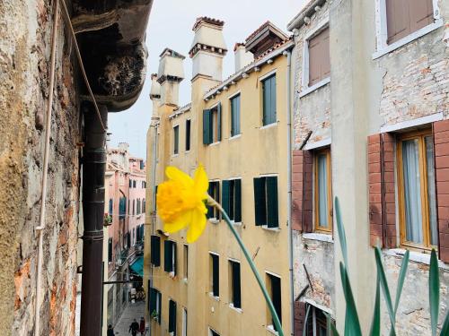 a yellow flower on the side of a building at ROOFTOP TERRACE Domus dei fabbri in Venice