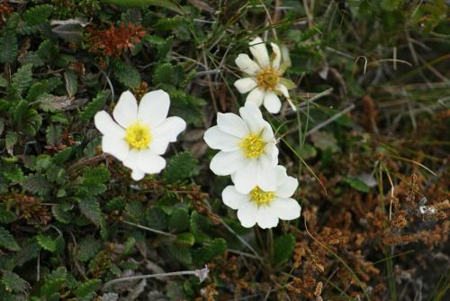 a group of white flowers on the ground at Húsey Hostel & Horsefarm in Egilsstadir