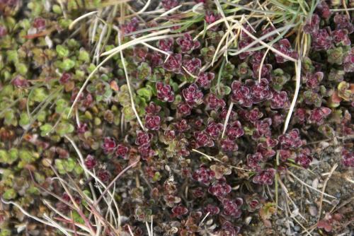 a close up of a plant with purple flowers at Húsey Hostel & Horsefarm in Egilsstadir