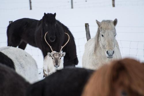 a group of horses and a horse standing together at Húsey Hostel & Horsefarm in Egilsstadir