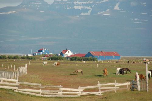 a group of horses grazing in a field with a fence at Húsey Hostel & Horsefarm in Egilsstadir