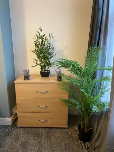 a dresser with potted plants on top of it at Bentley House with en-suites in Crewe