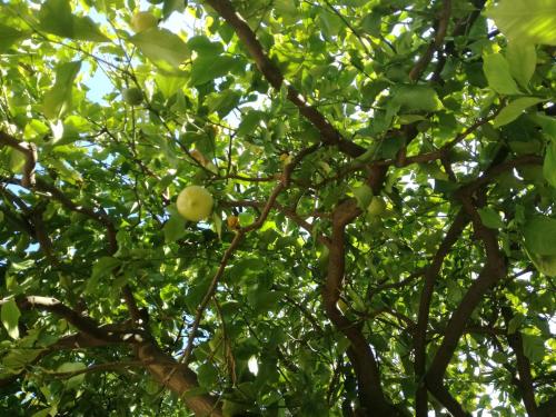 an apple tree with green fruits on it at Apartment Petrović in Korčula