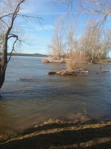 widok na rzekę z drzewami w wodzie w obiekcie Maison bois w mieście Germigny-des-Prés