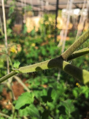 a close up of a green plant in a garden at The Wind Farm in Dahab
