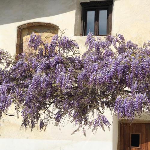 a bunch of purple flowers hanging from a building at AgroPobitzer in Malles Venosta