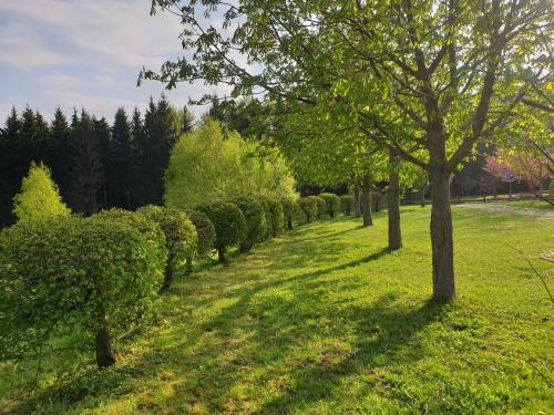 a row of hedges in a field with trees at Berghotel Drei Brüder Höhe in Marienberg