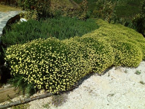 a bunch of yellow flowers on the ground at REFÚGIO DO RAPOSO/CASA DENEB (CC) in Montes da Senhora