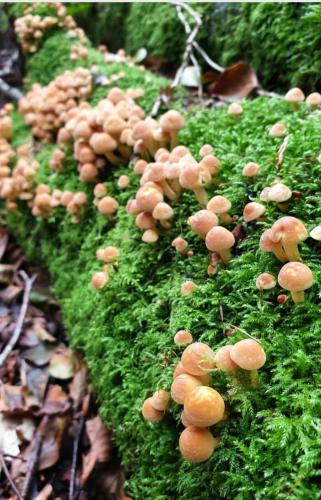 a group of mushrooms on a mossy path at Cong Getaway Lodge in Mayo