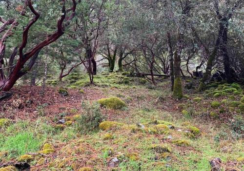 Rustic Redwood Retreat – Photos 5