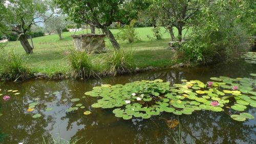 a pond filled with lots of lilies in a park at Le Ninfee in Cassino