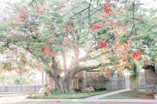 a tree with red flowers in front of a building at Tshukudiba Game Lodge in Tom Burke