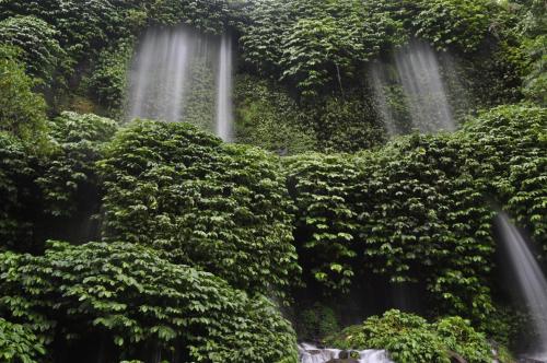 a group of waterfalls in a forest with bushes at Mu Homestay in Tetebatu