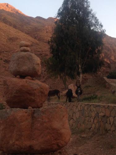 a group of animals standing on a hill with rocks at Auberge Le Festival Todra Gorge in Aït Baha