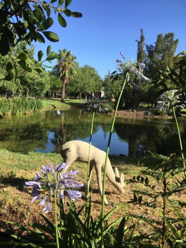 a white dog grazing in the grass next to a pond at Eden Studios in Riebeek-Kasteel