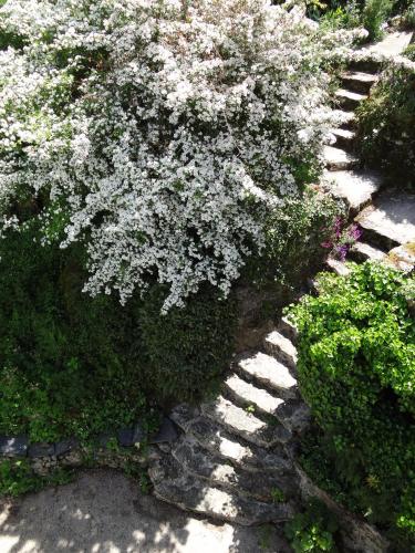 a flowering bush with white flowers in a garden at Au Moulin Géant in Rochefort-sur-Loire