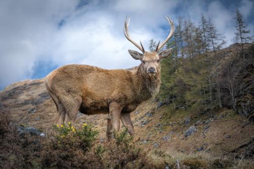 a deer with horns standing on a hill at Lann Dearg Studios in Invermoriston