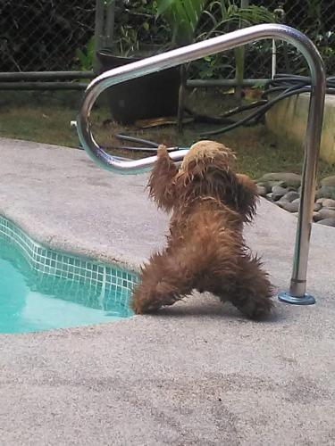 a brown dog is playing by a swimming pool at AroCocles (Paula) in Cocles