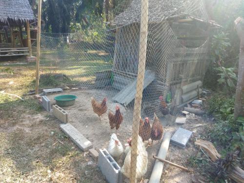 a group of chickens in a chicken coop at Meechok organic home in Ao Nang Beach