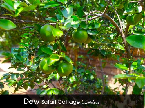 Fotografie z fotogalerie ubytování Dew Safari Cottage v Udawalawe