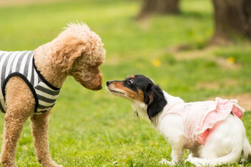 a dog dressed in a zebra shirt standing in the grass at Pension Eden in Naganohara