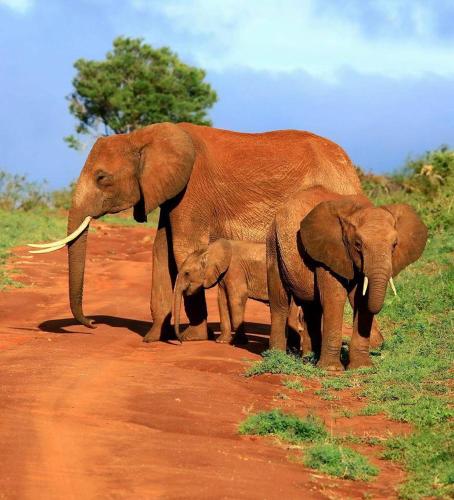 a mother elephant and a baby elephant standing on a dirt road at Rafiki Village in Watamu