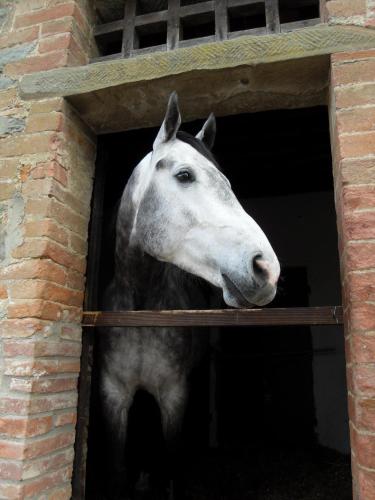 a horse is looking out of a brick window at Podere Pievina Delle Corti - Dimora di Campagna in Sinalunga
