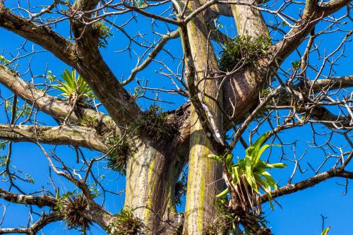 a tree with some plants on it at Las Caletas Lodge in Drake