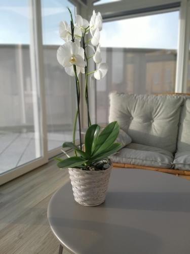a vase of white flowers on a table in a living room at La magia delle Langhe appartamenti con vista in Novello