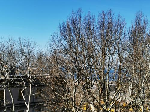 a tree with no leaves in front of a building at MURAT OTTO in Trieste