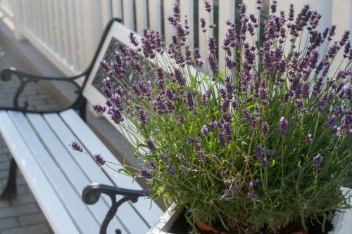 a potted plant with purple flowers sitting on a bench at Villa Katharina in Rust