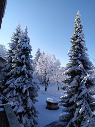 two christmas trees with snow on them in a yard at Apartment Ivano in Rakovica