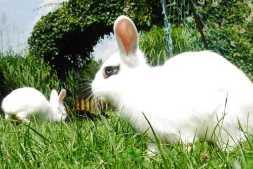two white rabbits sitting in the grass at Ferienhof Neukirchinger in Tiefenbach