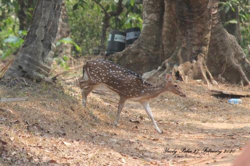 a gazelle walking on the ground near trees at Woodside Homestay Wayanad in Batheri